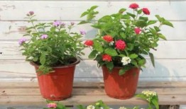 爱罗最新爆料新闻报道视频,揭秘幕后真相，视频内容引发热议